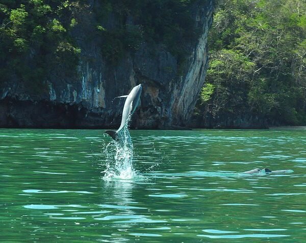 Sharing Basis Half-Day Mangrove Safari Boat Tour in Langkawi