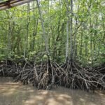 Sharing Basis Half-Day Mangrove Safari Boat Tour in Langkawi