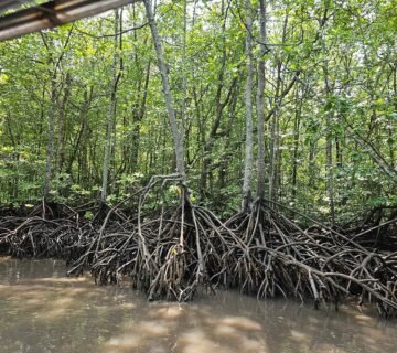 Sharing Basis Half-Day Mangrove Safari Boat Tour in Langkawi