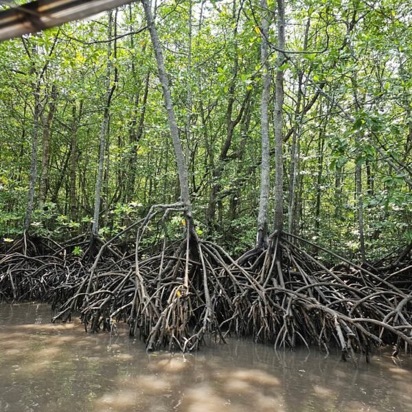 Sharing Basis Half-Day Mangrove Safari Boat Tour in Langkawi