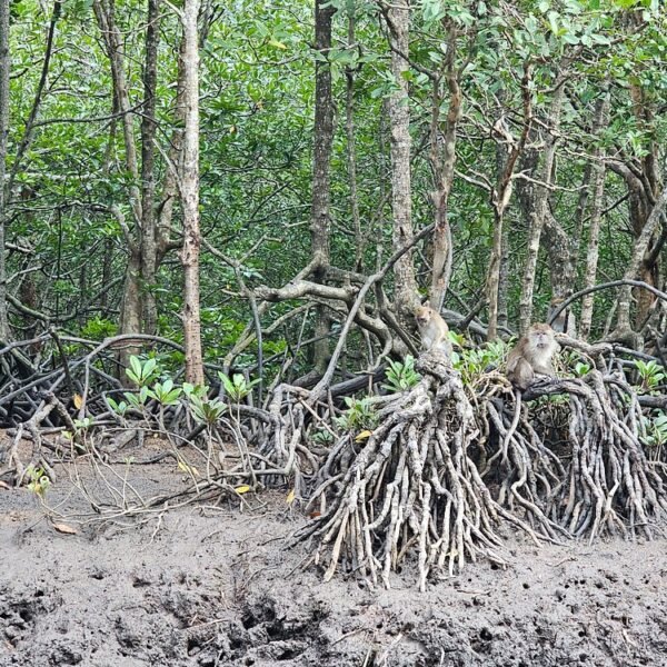 Sharing Basis Half-Day Mangrove Safari Boat Tour in Langkawi